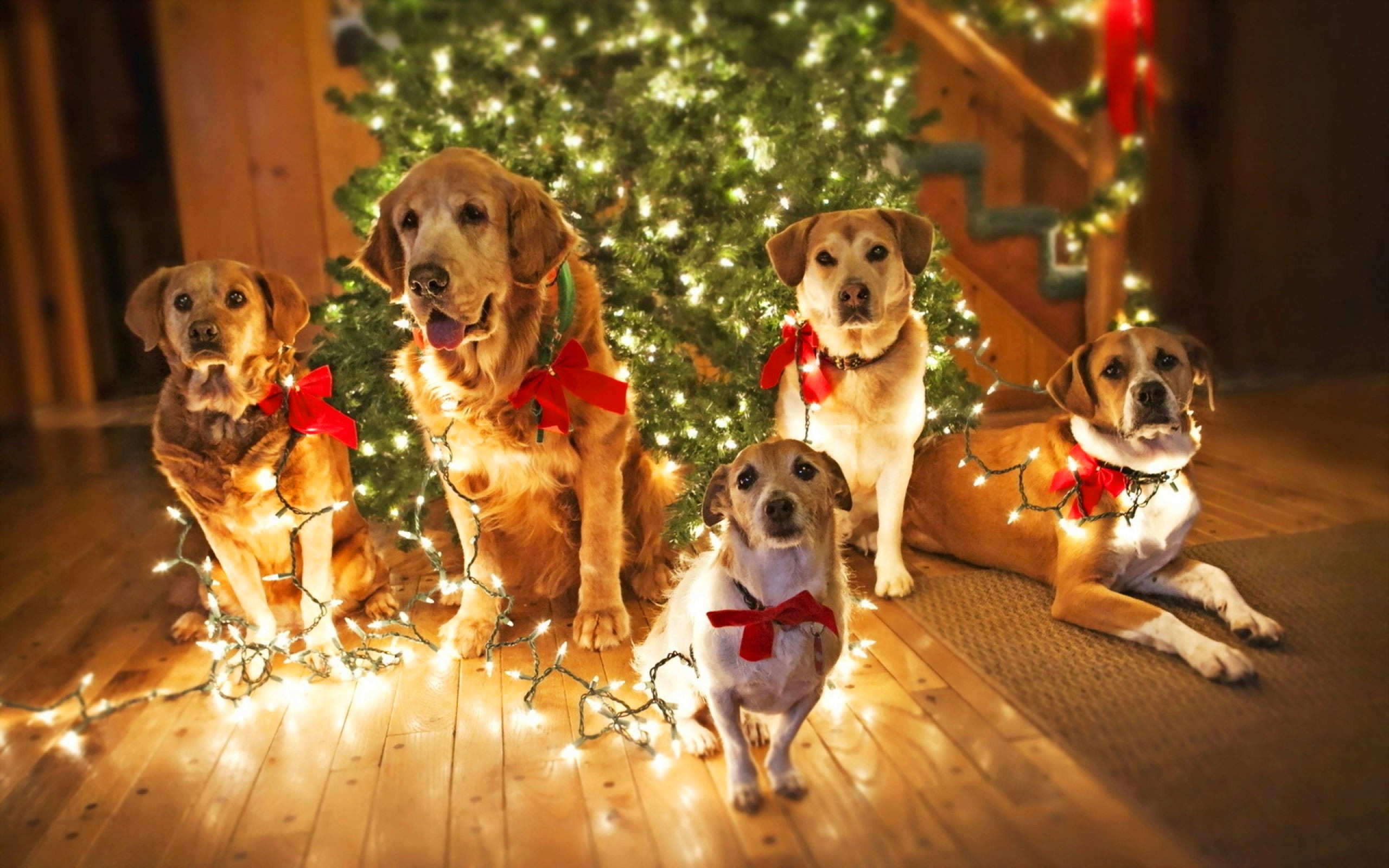 Christmas Dogs Wallpaper Image