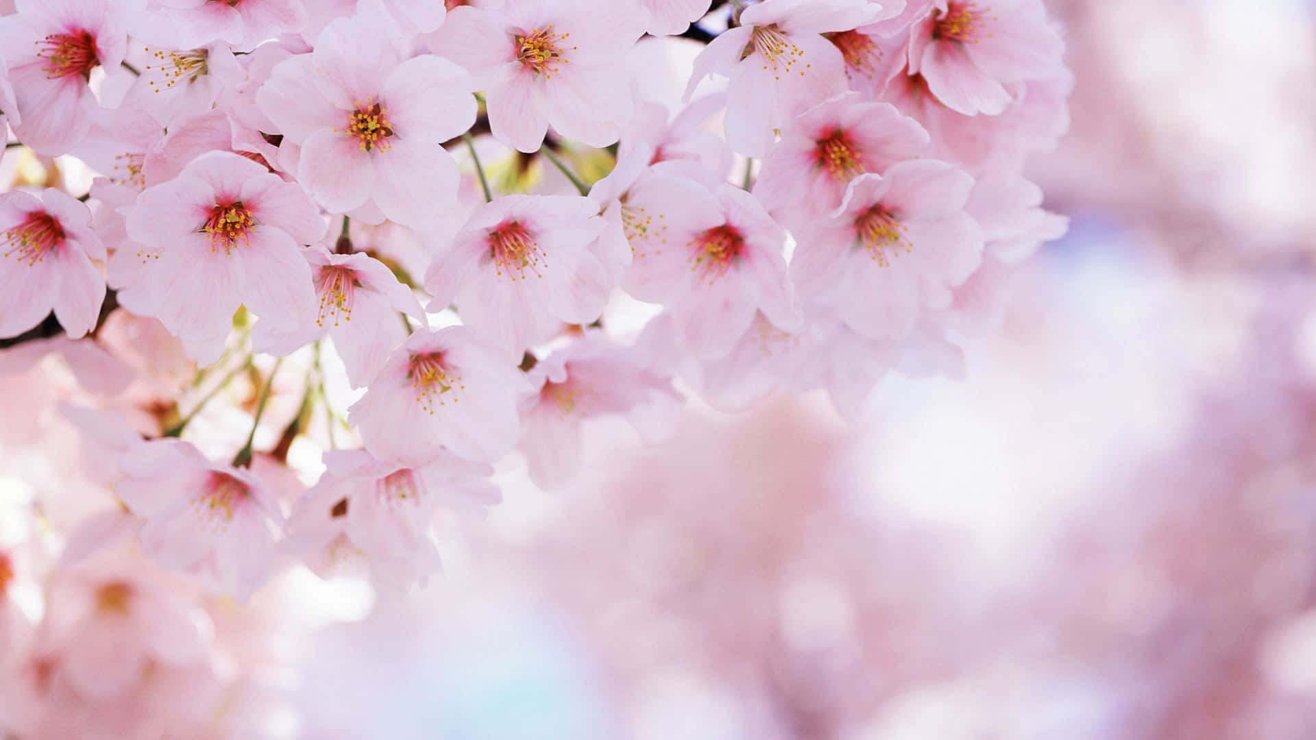 Pink Cherry Blossom Wallpaper