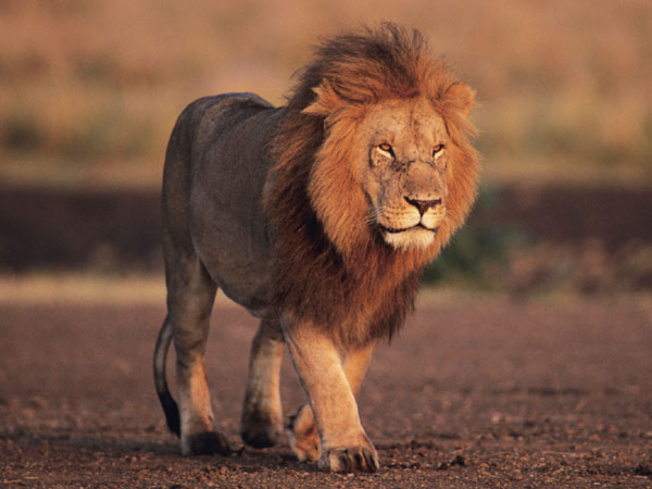 Lion Png Image Lions