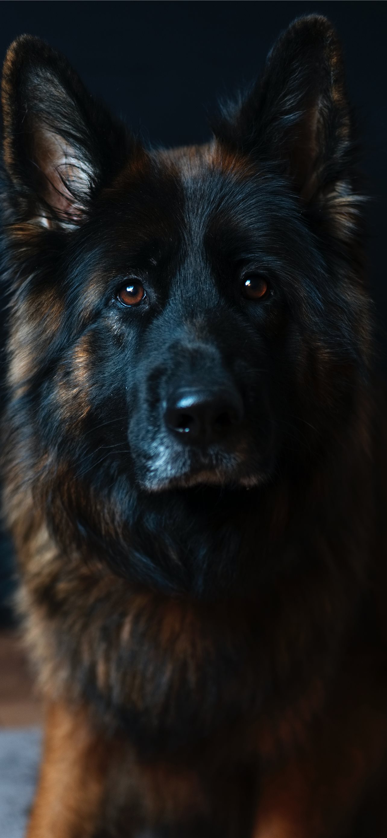 Black And Tan Belgian Dog iPhone Wallpaper