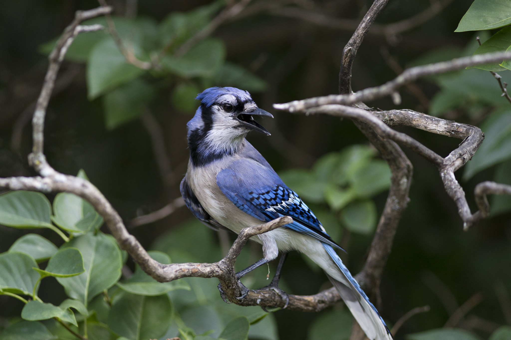 Blue Jay A New Look At Mon Feeder Bird