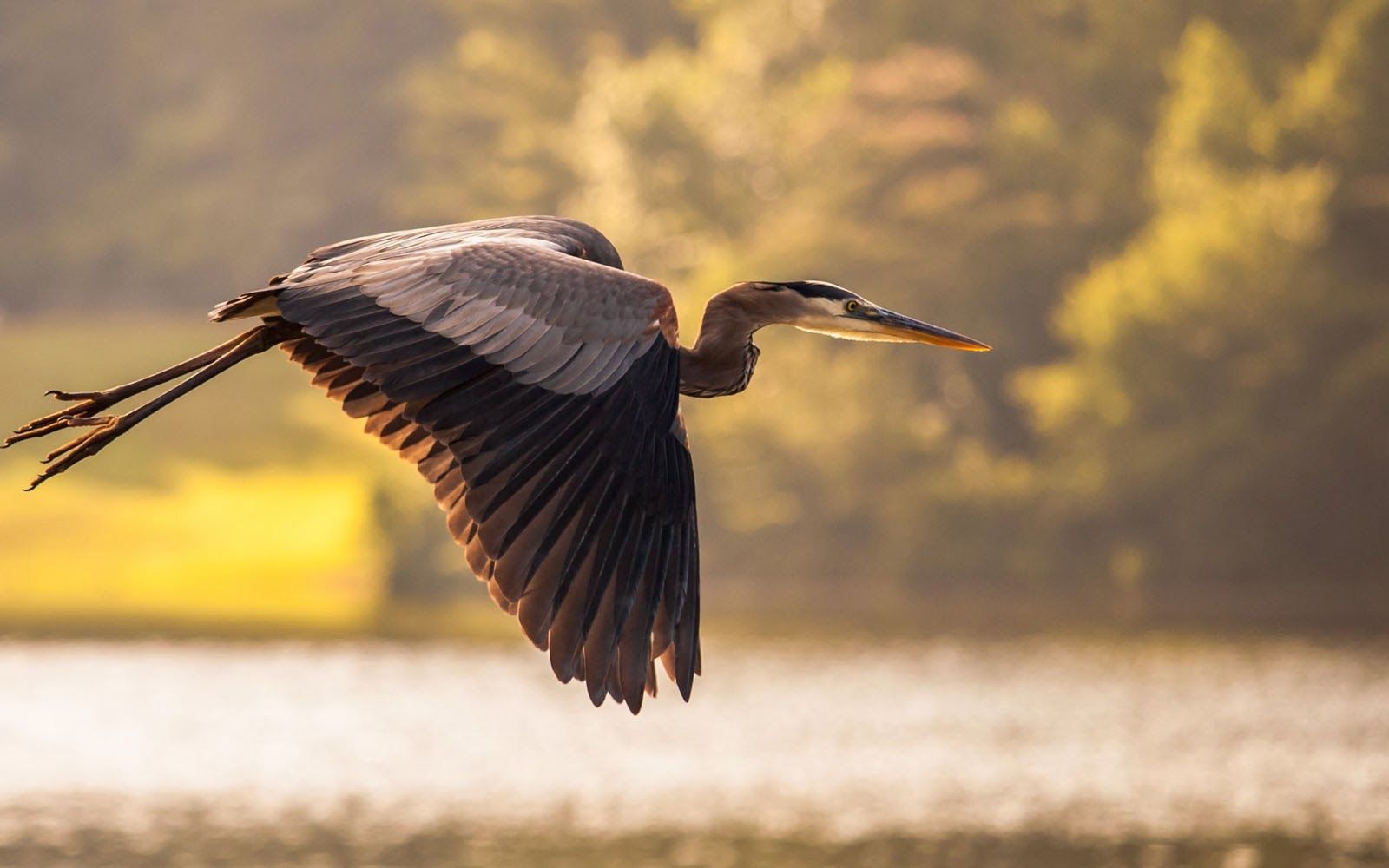 Blue Great Heron Herring Bird Tag