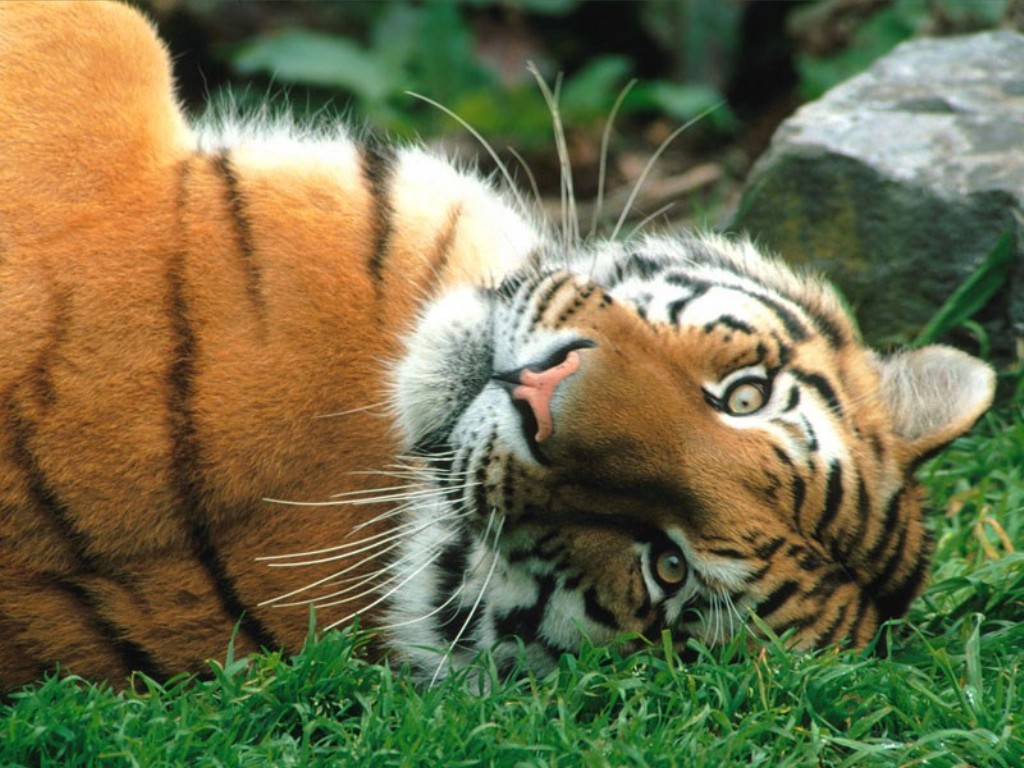 Desktop Wallpaper Background Tiger Lion