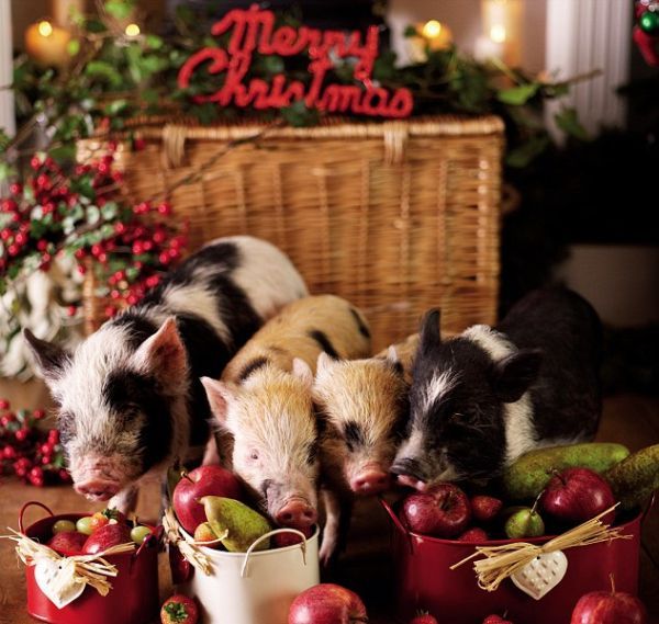 Funny Pictures Cute Little Pigs in Christmas Tree Photos
