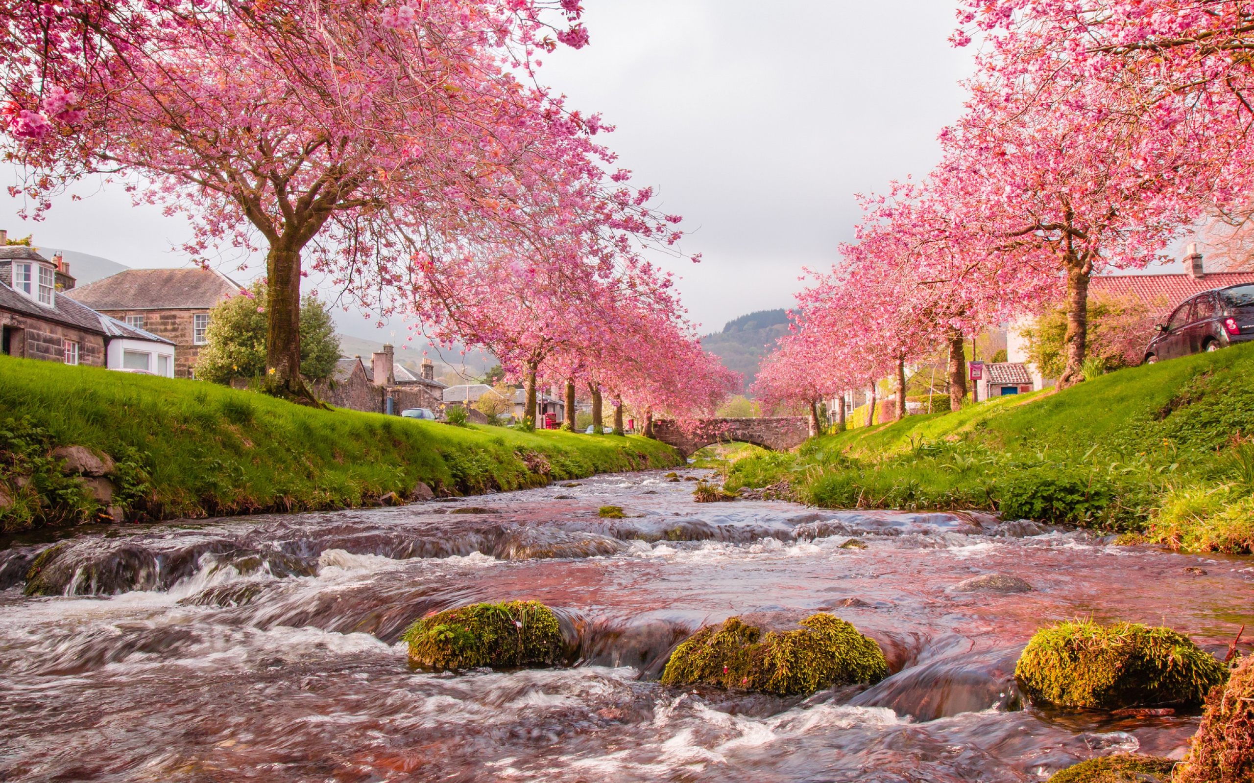 Sakura Trees Beautiful Landscape Wallpaper HD