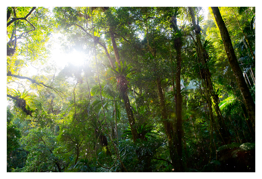 Caught In A Sun Shower By Cameron Jung