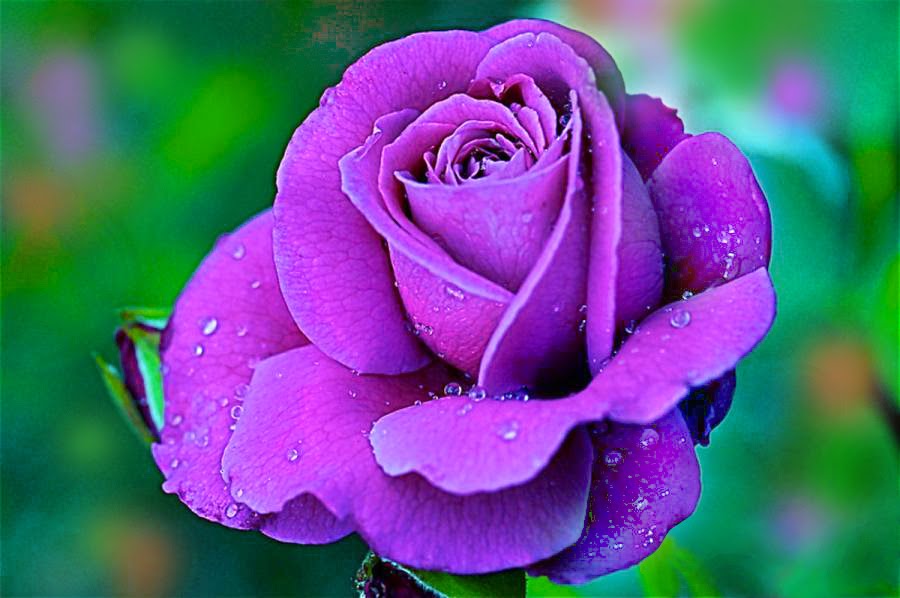 Feel The Creation Violet Rose With Water Drops HD Wallpaper