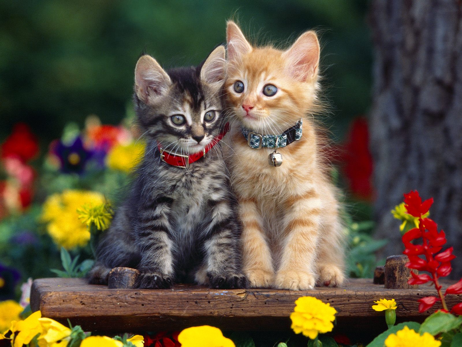 Cute Dogs Pets Cats And Kittens Pictures Wallpaper