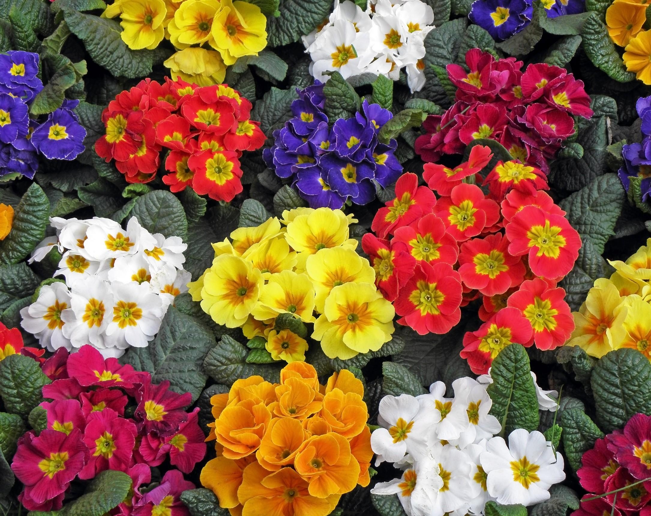 Primrose Flowers Colorful Bright Stock Photos Image HD