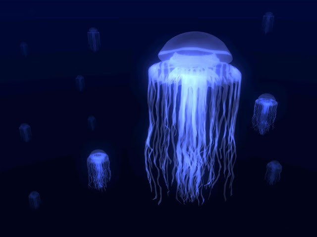 Jellyfish Box Wallpaper HD