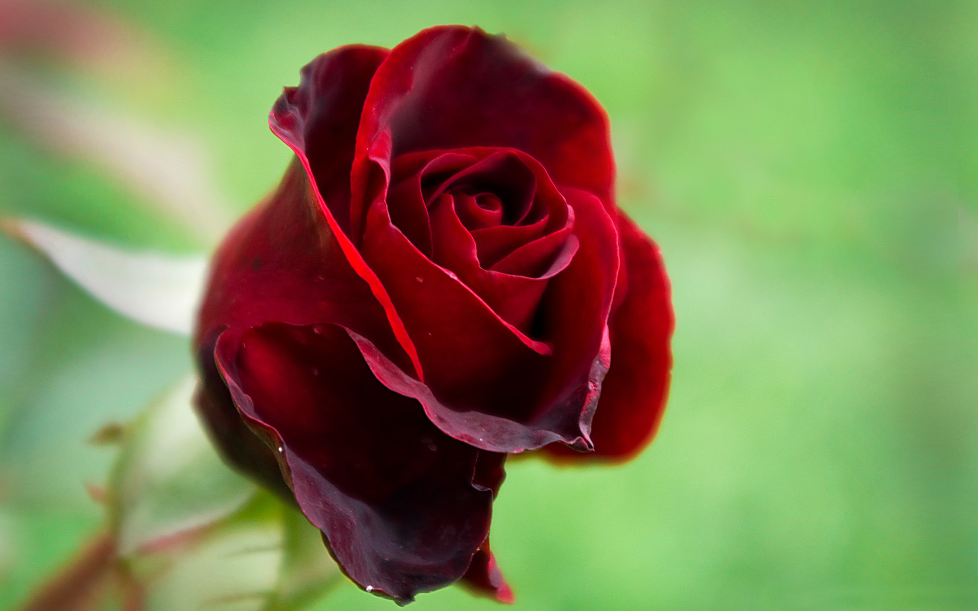 Desktop Wallpaper Of Romantic Red Rose Puter