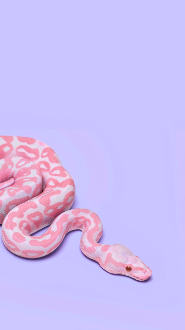 Projeto Min Sculo Snake Wallpaper Pink Pretty Snakes