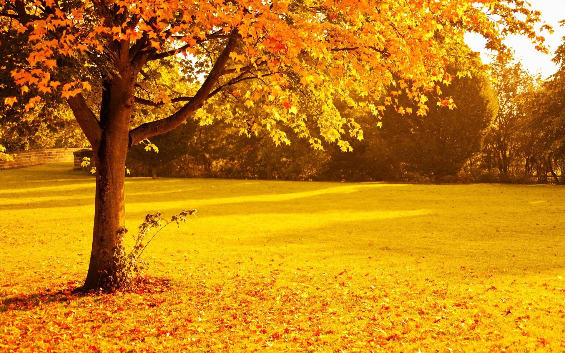 Autumn Trees Wallpaper