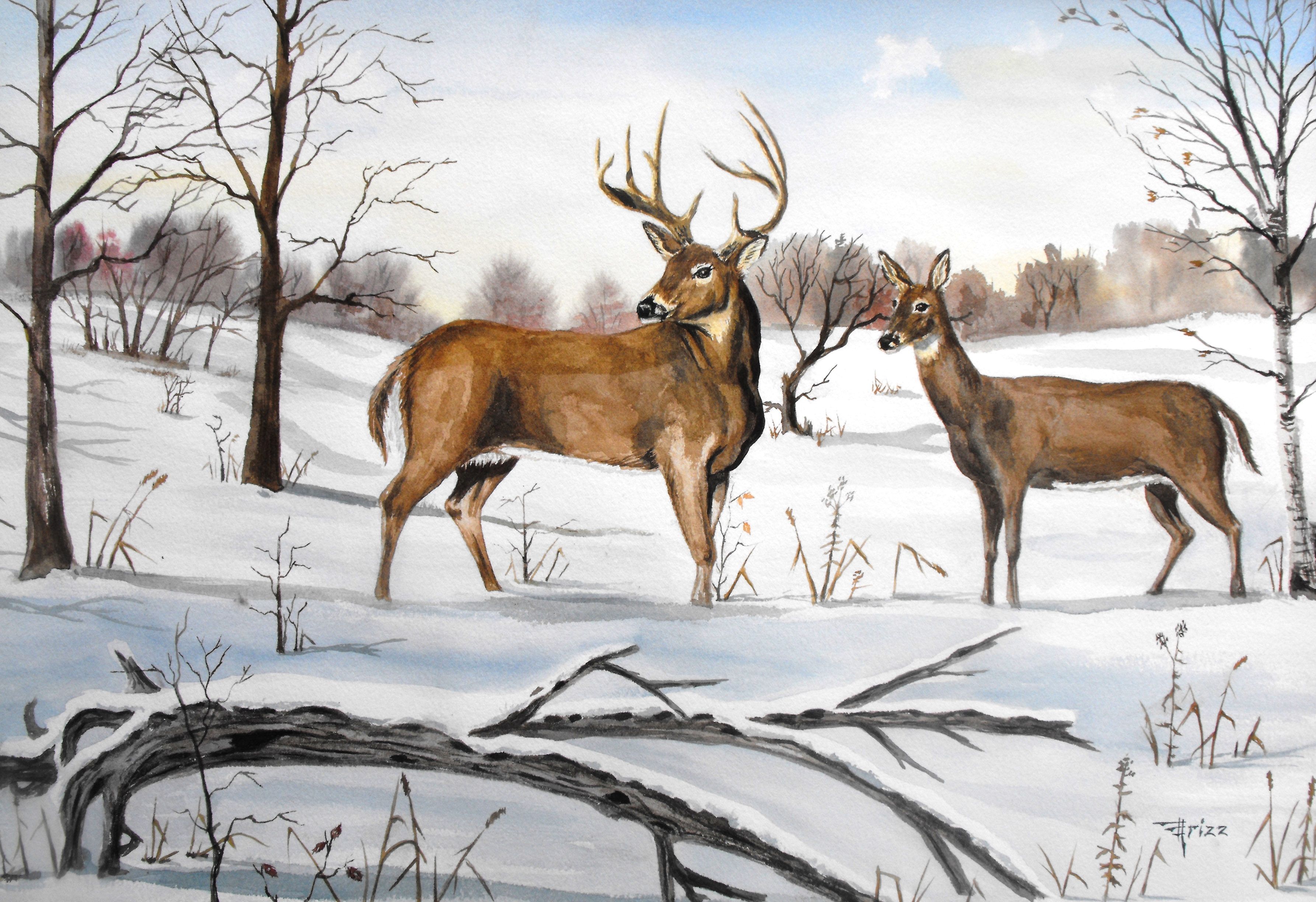 Early Snow Whitetail deer 16x20 Watercolor Deer artwork Deer