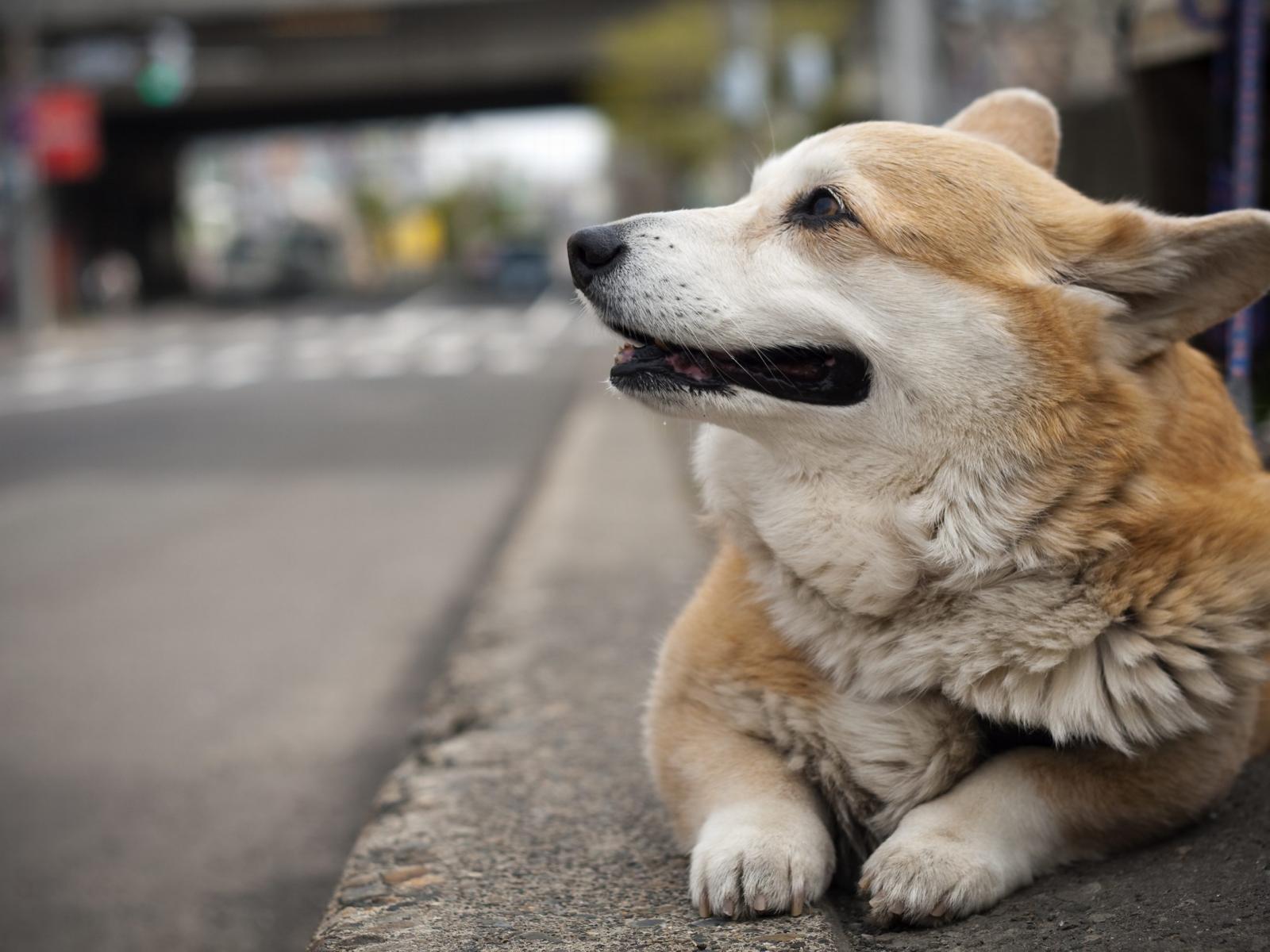 And Wallpaper Beautiful Welsh Corgi Pembroke On The Street Pictures