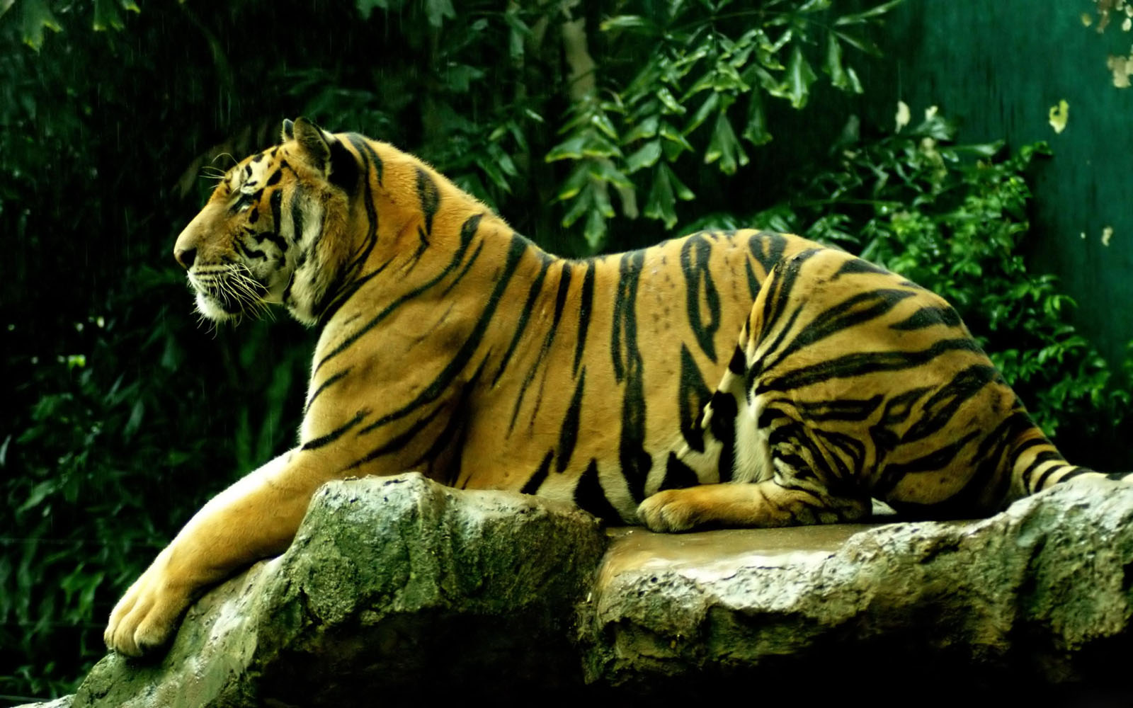 Tag Bengal Tiger WallpapersBackgrounds Photos Images and Pictures 1600x1000