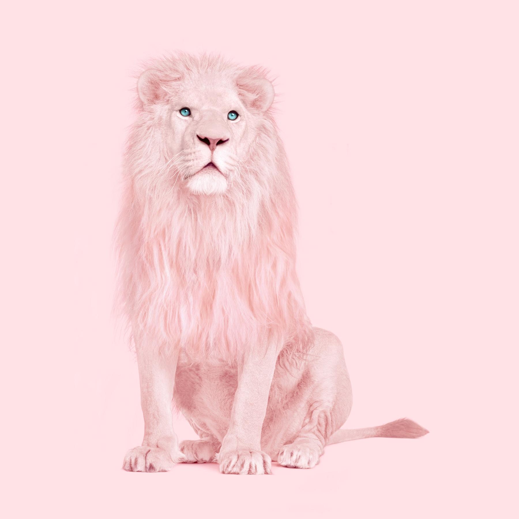 Pink Lion Wallpaper Wall Murals Decorate with Stunning Vibrant Lion