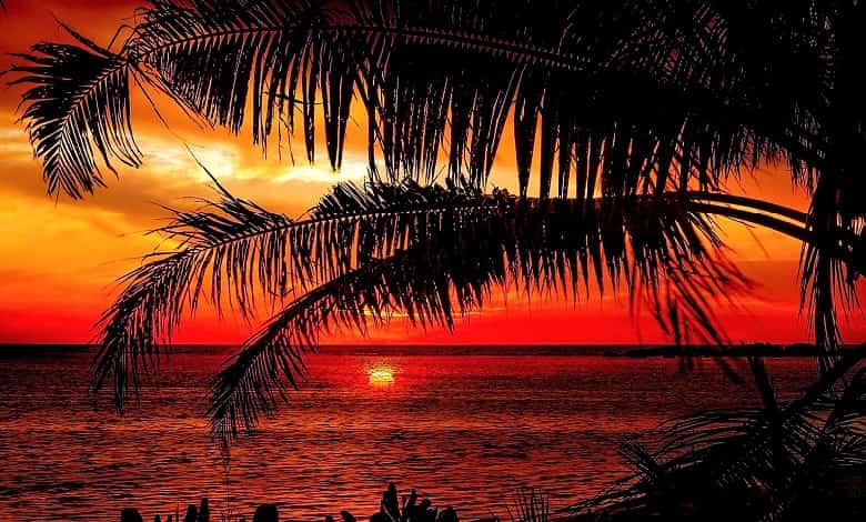 Sunset Beach Palm Trees Pdkarenarnold Wallpaper