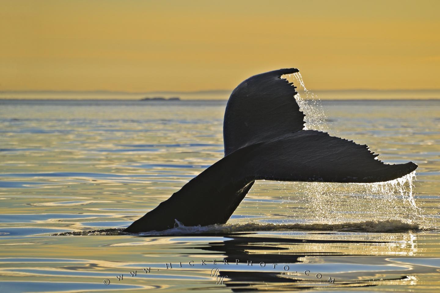 Humpback Whale Fluke Golden Sunset