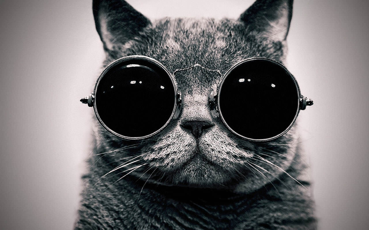 Displaying Image For Cat With Sunglasses Wallpaper