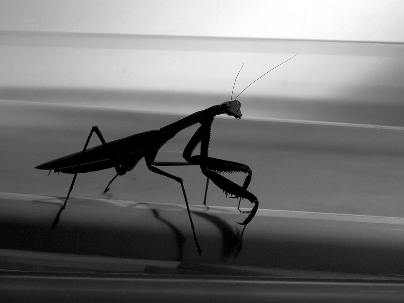 Bug Mantis Wallpaper Animals Bugs HD Desktop