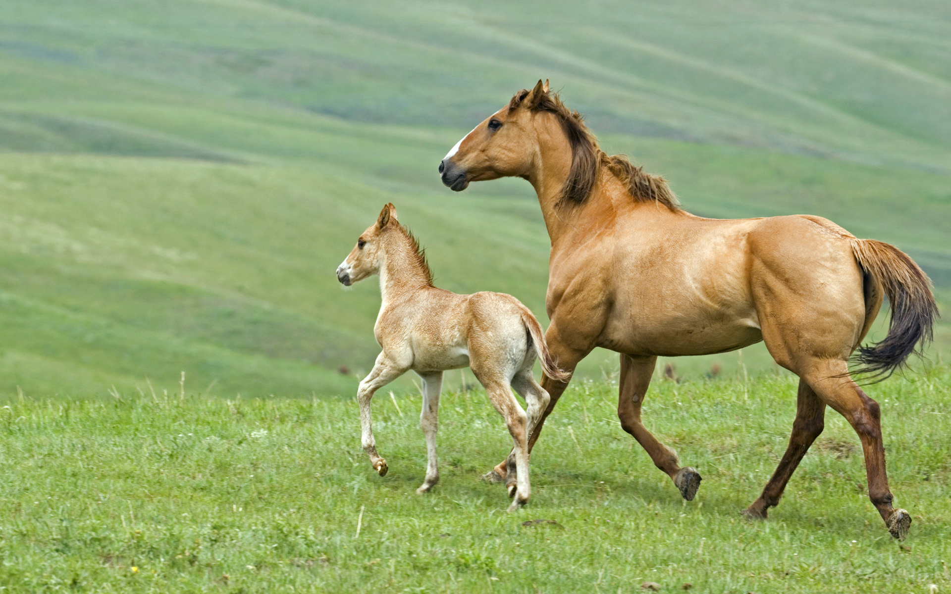 Mare And Foal Running Across Pasture In Alberta Canada Flicka