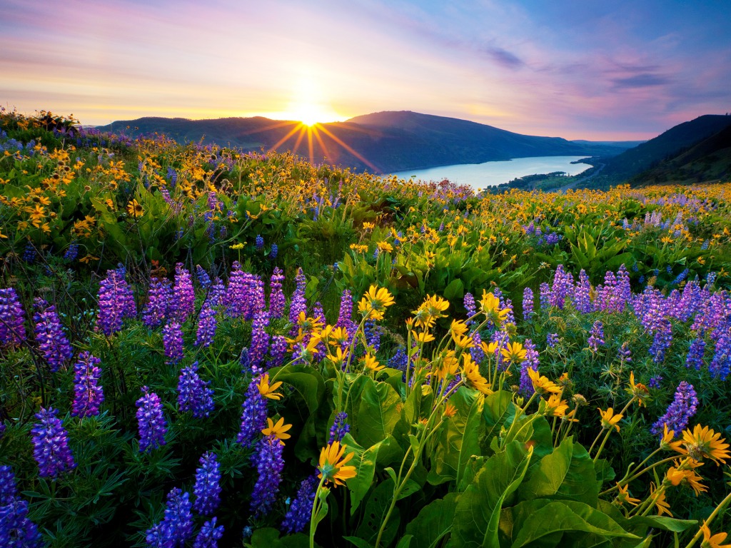 Morning In Spring One HD Wallpaper Pictures Background