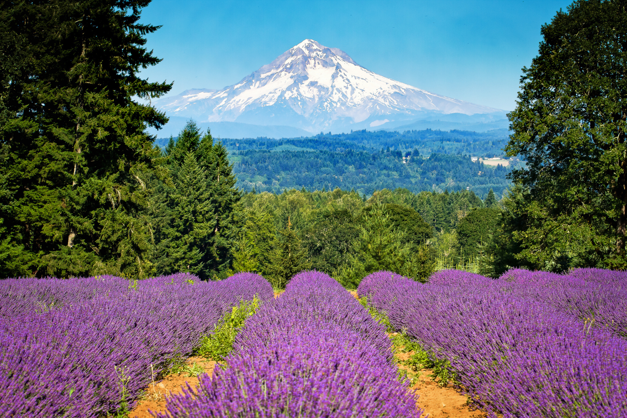 Oregon Mount Lavender Trees Field Landscape Wallpaper Background