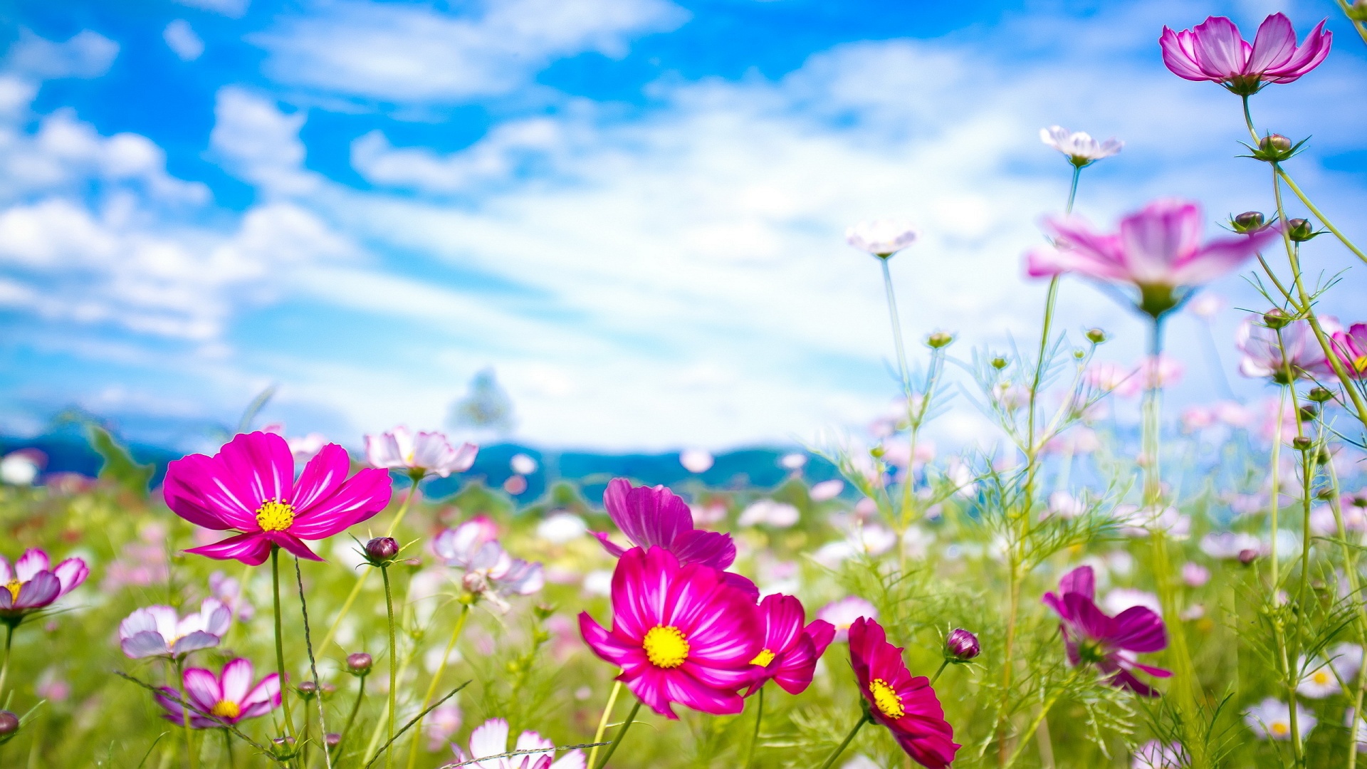 Summer Wallpaper High Definition Quality