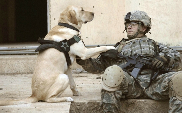 Soldiers Army Military Animals Dogs Wallpaper