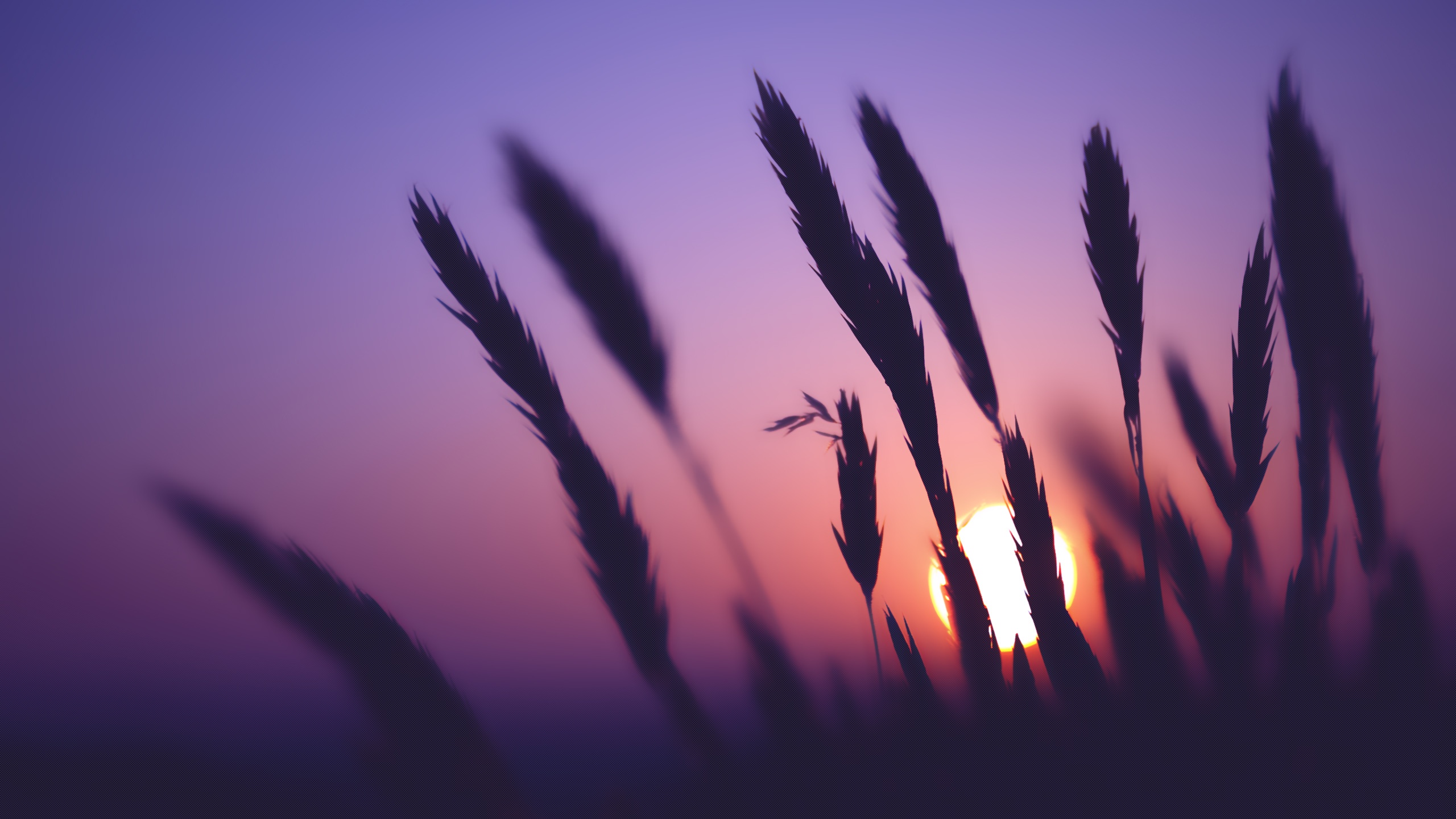 Purple Sky Wheat Sunset Time desktop wallpaper WallpaperPixel