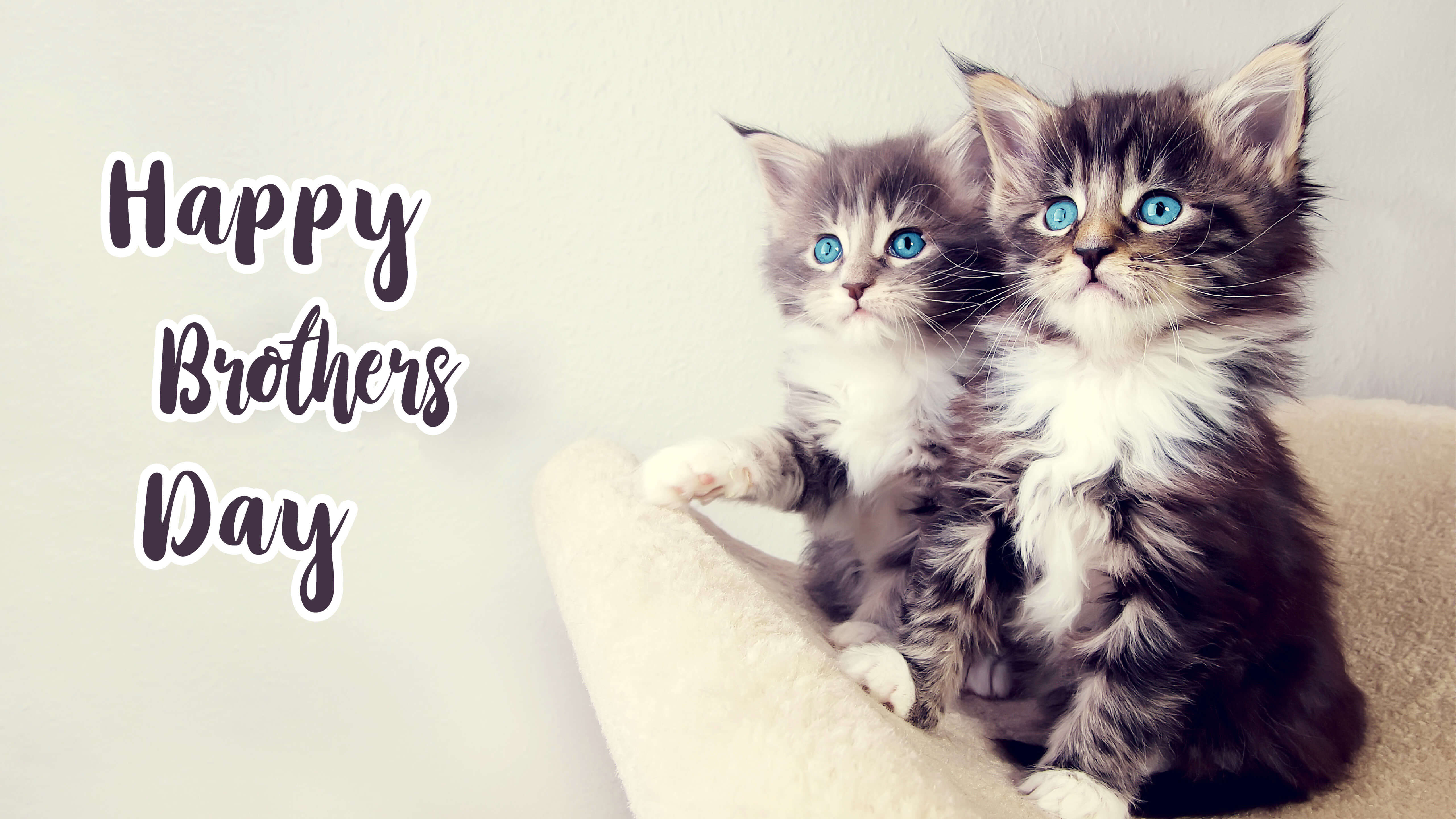 Happy Brothers Day Two Cute Kittens Cat Blue Eyes HD Wallpaper