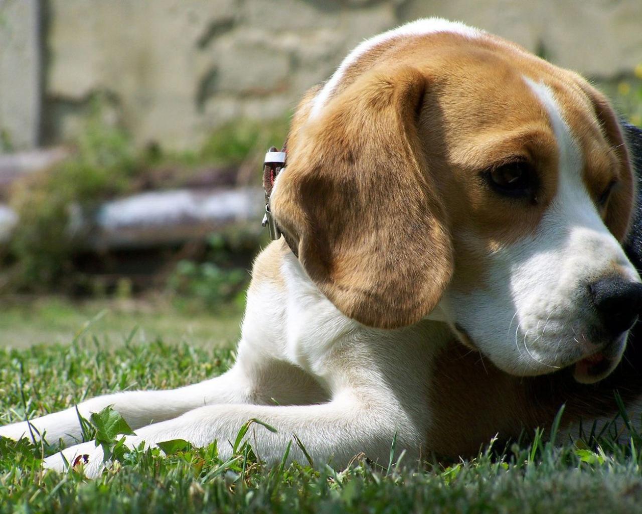 Dog Beagle Wallpaper Pictures For Desktop