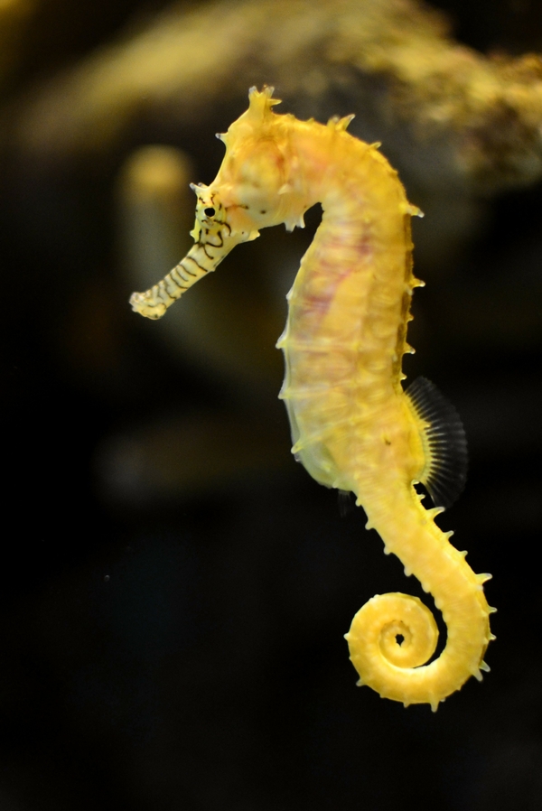 Seahorses Yellow Animals Horses Wallpaper Desktop