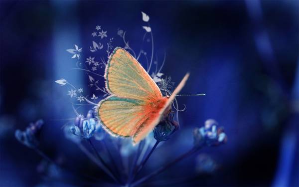 Flower Butterfly Neon Desktop Wallpaper Hq Photo Image