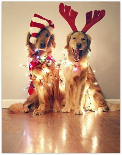 Golden Retrievers Cute Holiday Christmas Picture