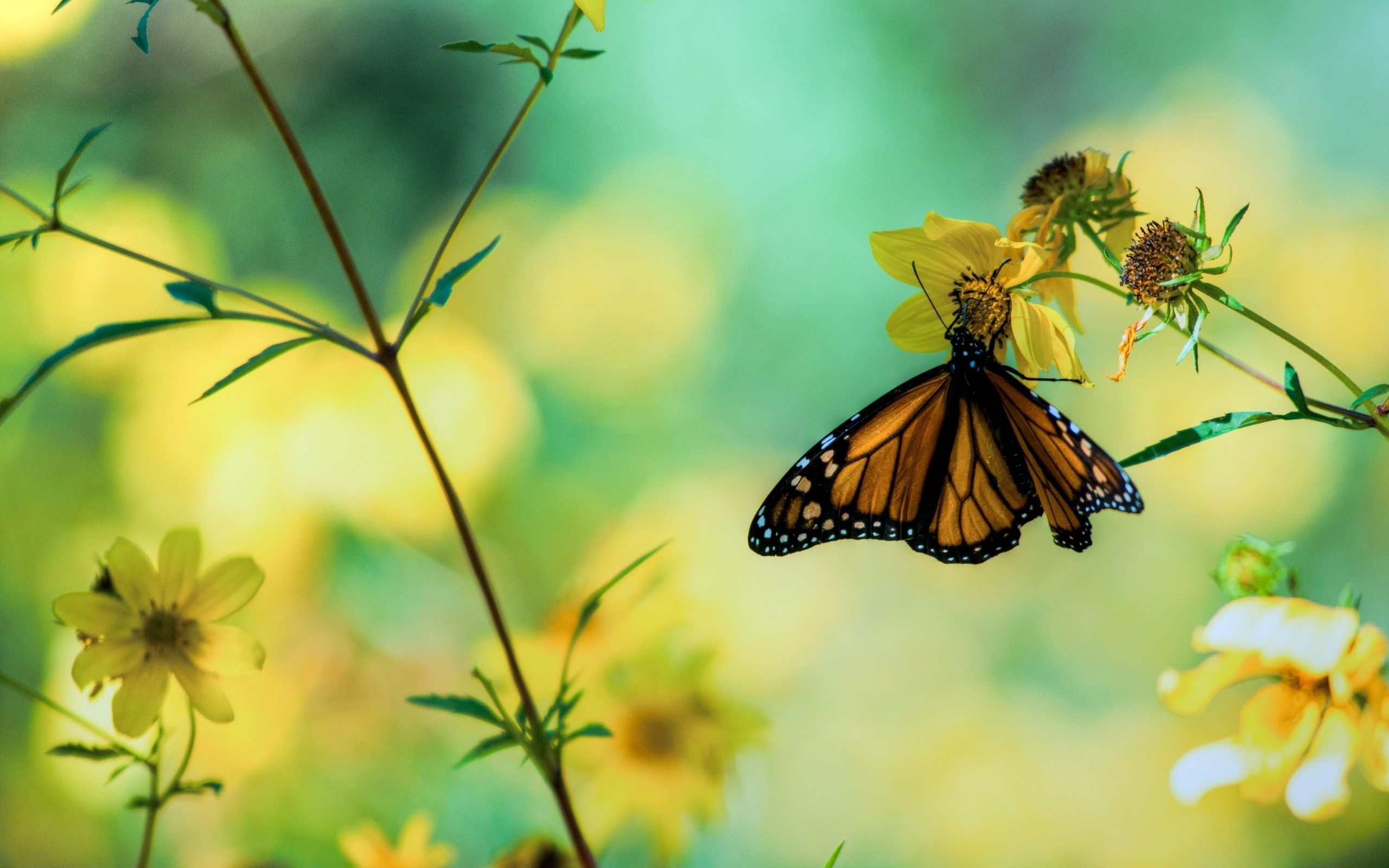 Beautiful Butterfly Perched On Flower Wallpaper Background