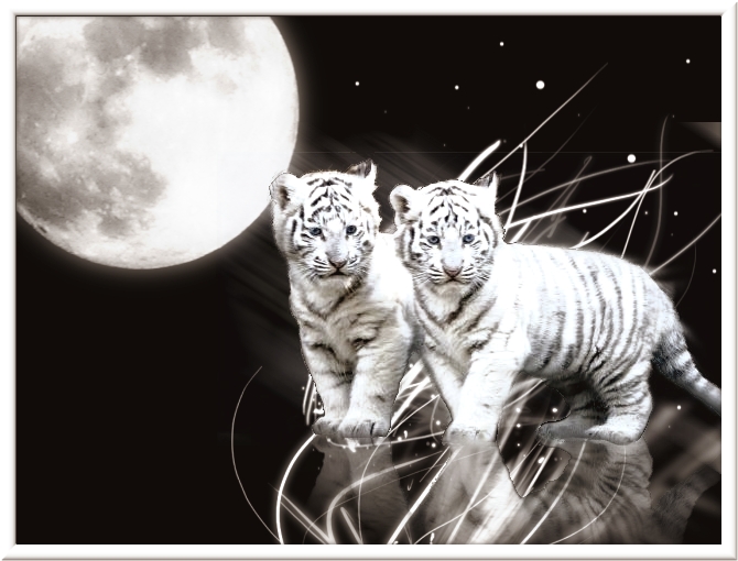  white tiger wallpaper in blue eyes white tiger wallpaper in moon