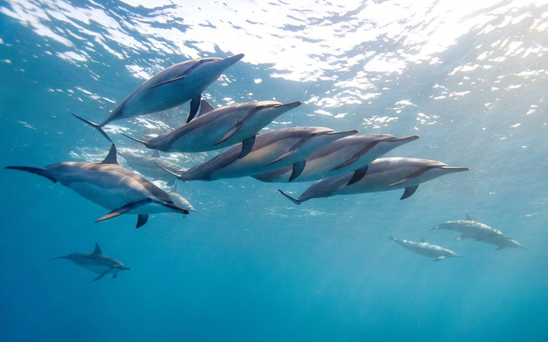 Name Dolphins Swimming In Hawaii Ocean Wallpaper