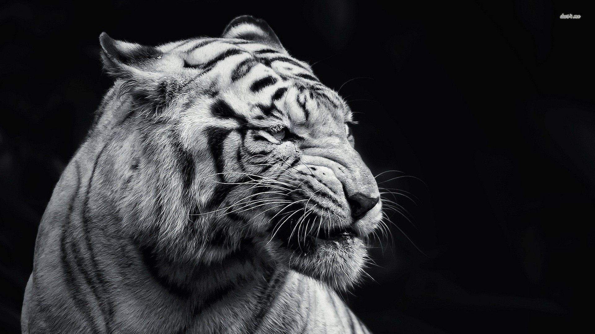 Black and white tiger wallpaper   974862
