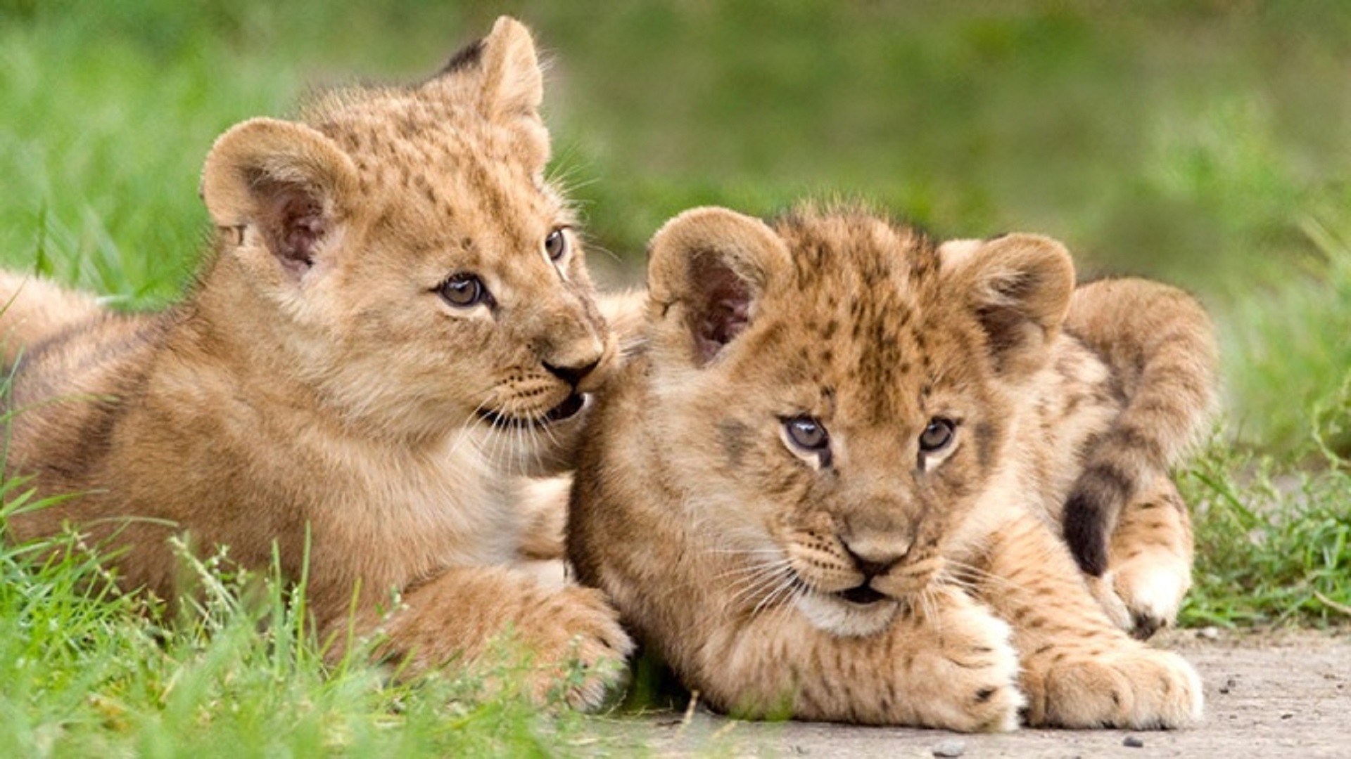 Two Adorable Lion Cubs Resting in the Grass