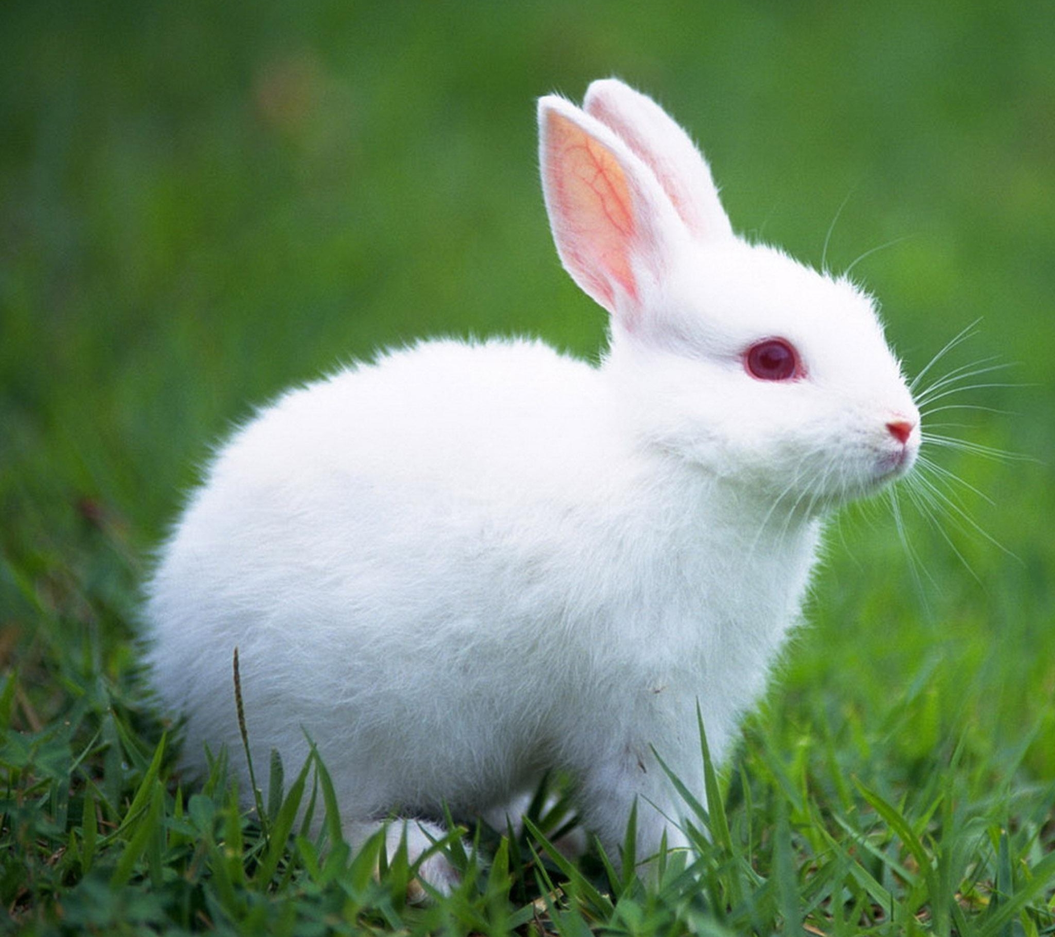 Cute White Baby Rabbits Wallpaper
