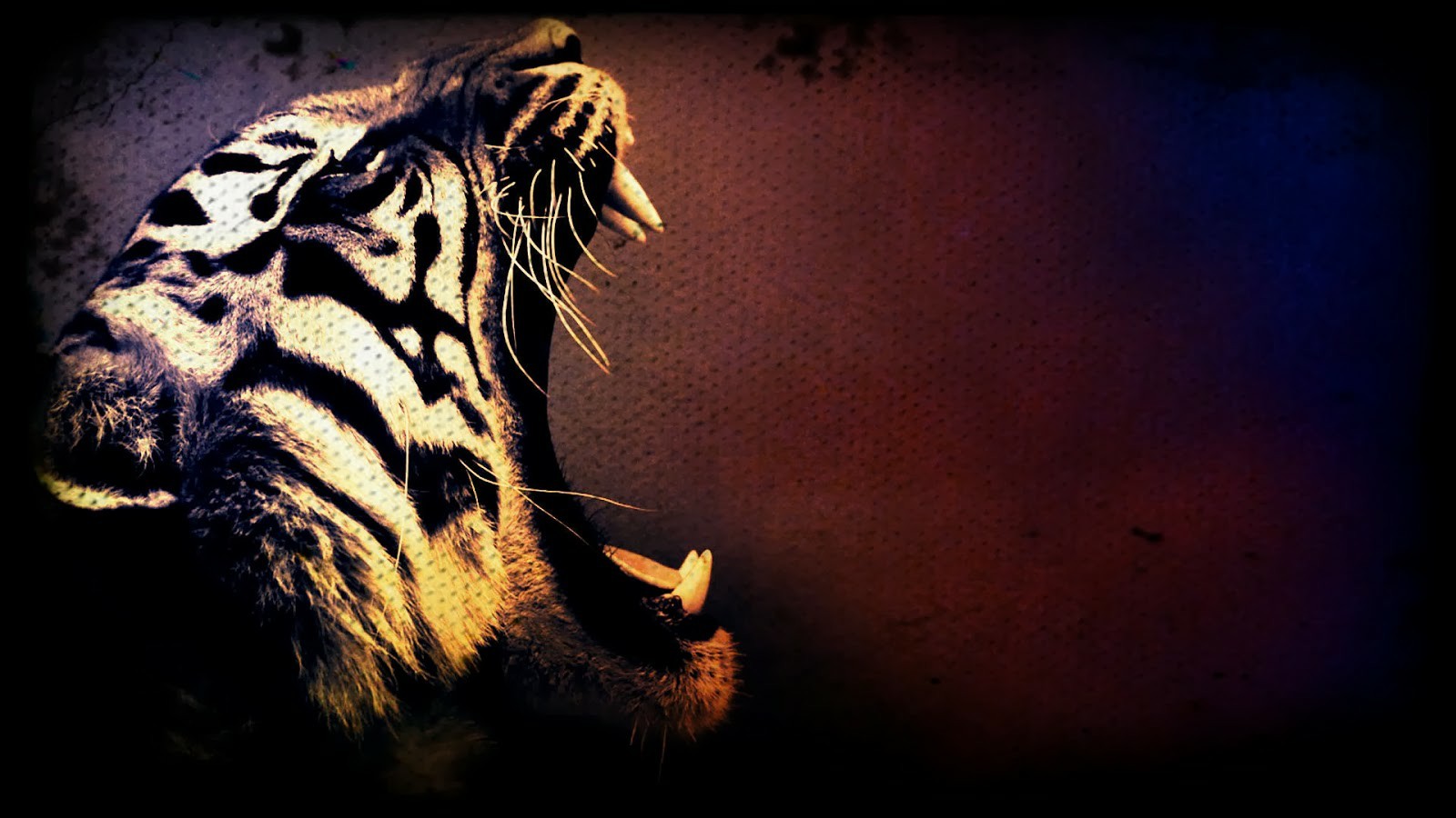Cool Tiger Wallpaper