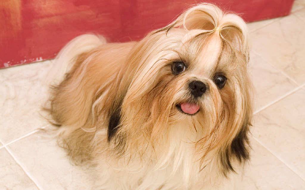 Lovely Shih Tzu Puppy Wallpaper Dogs
