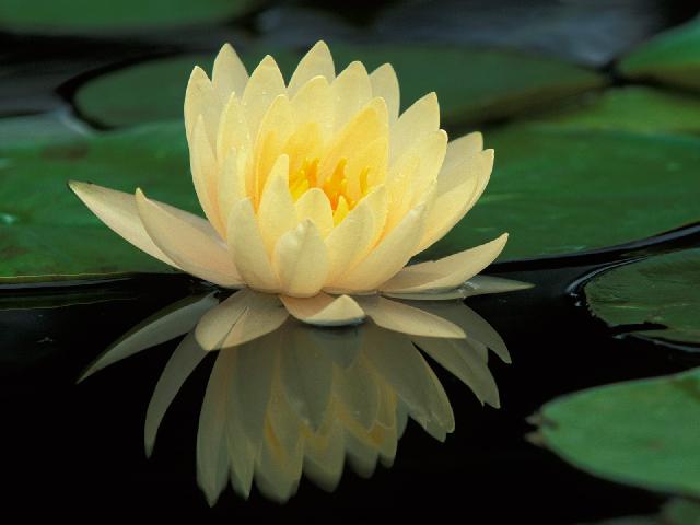 Sensational Flower Flowing In The Water With Lotus Pads