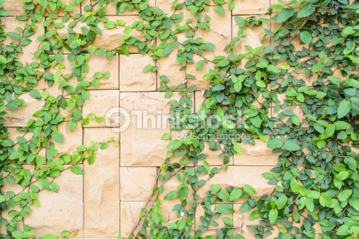 Brick Wall And Ivy Texture Stock Photo Thinkstock
