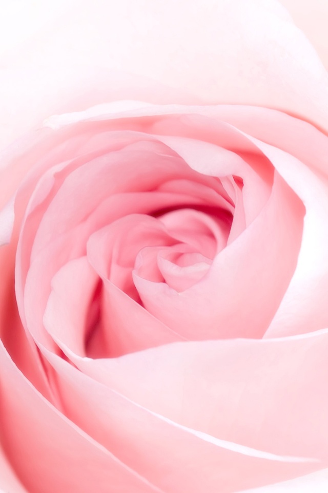 Cute Pink Roses iPhone Wallpaper Background And Themes