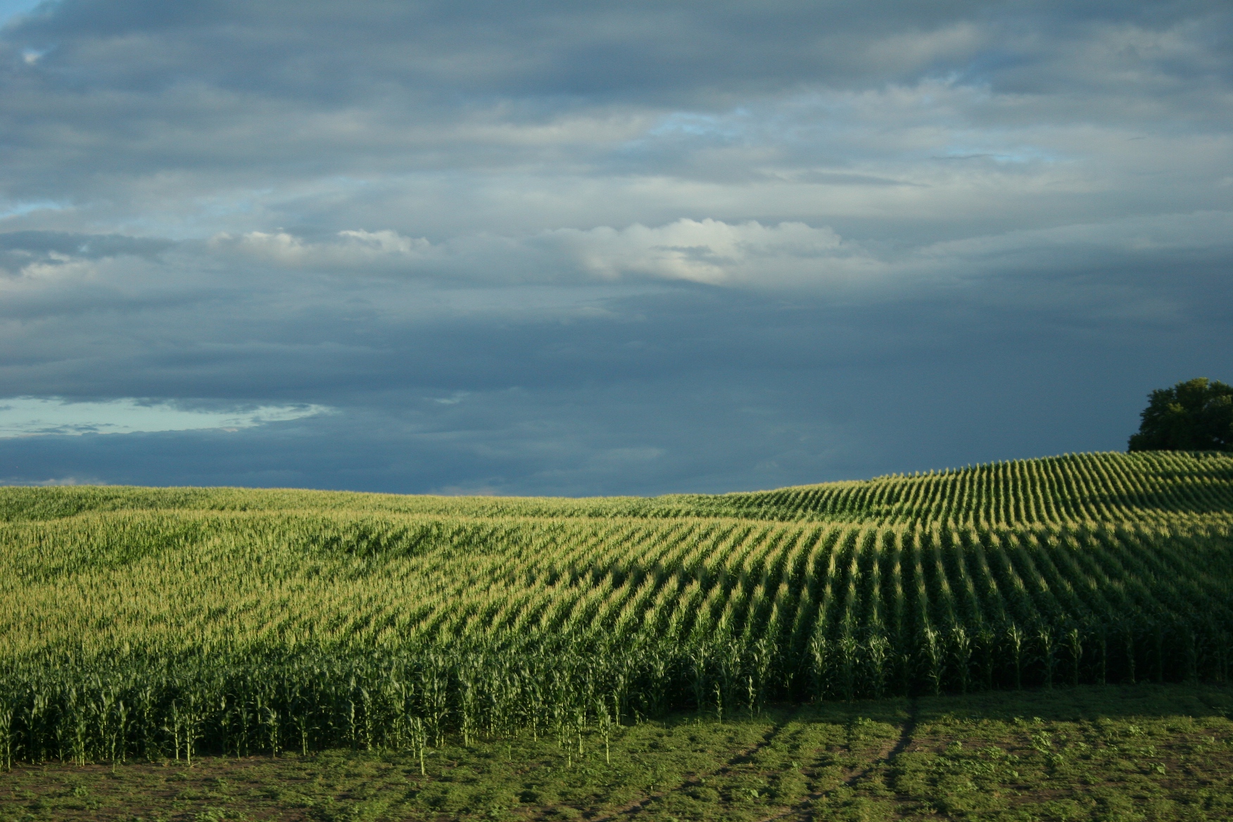 Landscapes Corn Field Pictures