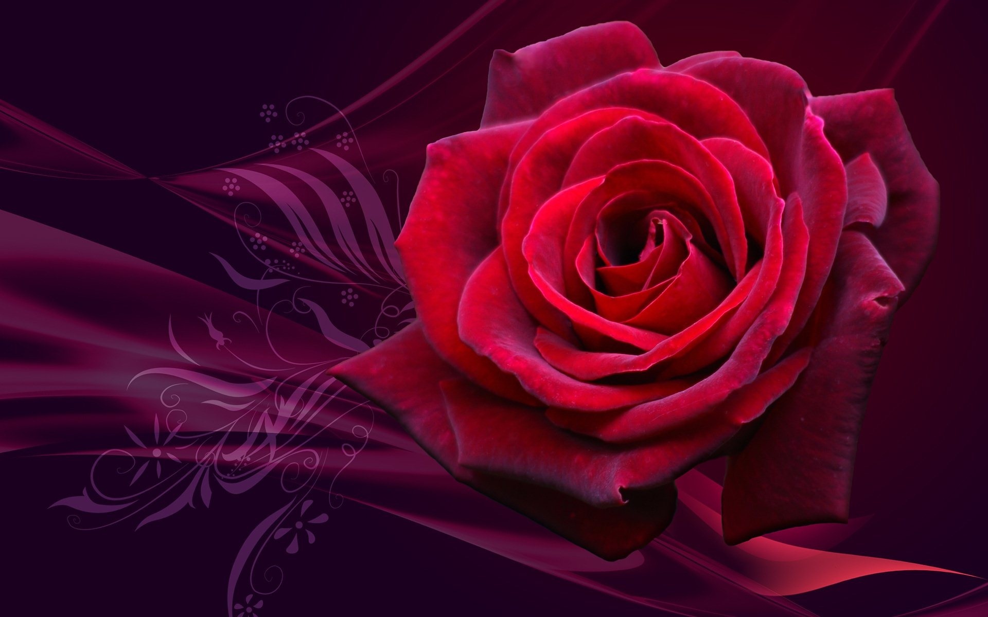 Rose Desktop Background
