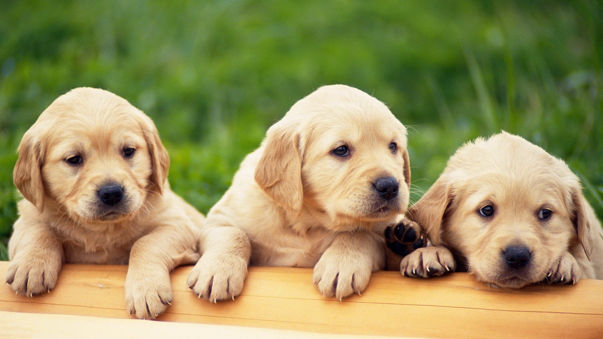Three adorable Golden Retriever puppies resting on a wooden plank, against a backdrop of lush green grass